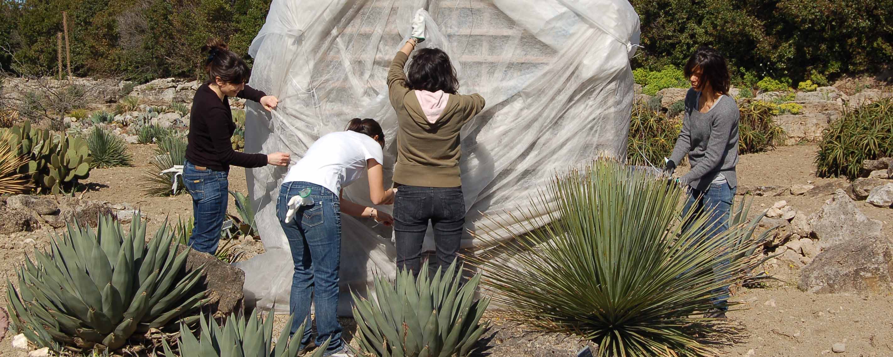 Conservazione ex situ succulente